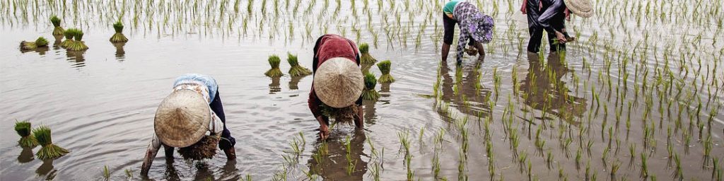 Trademark Vietnam Rice protected in 22 countries